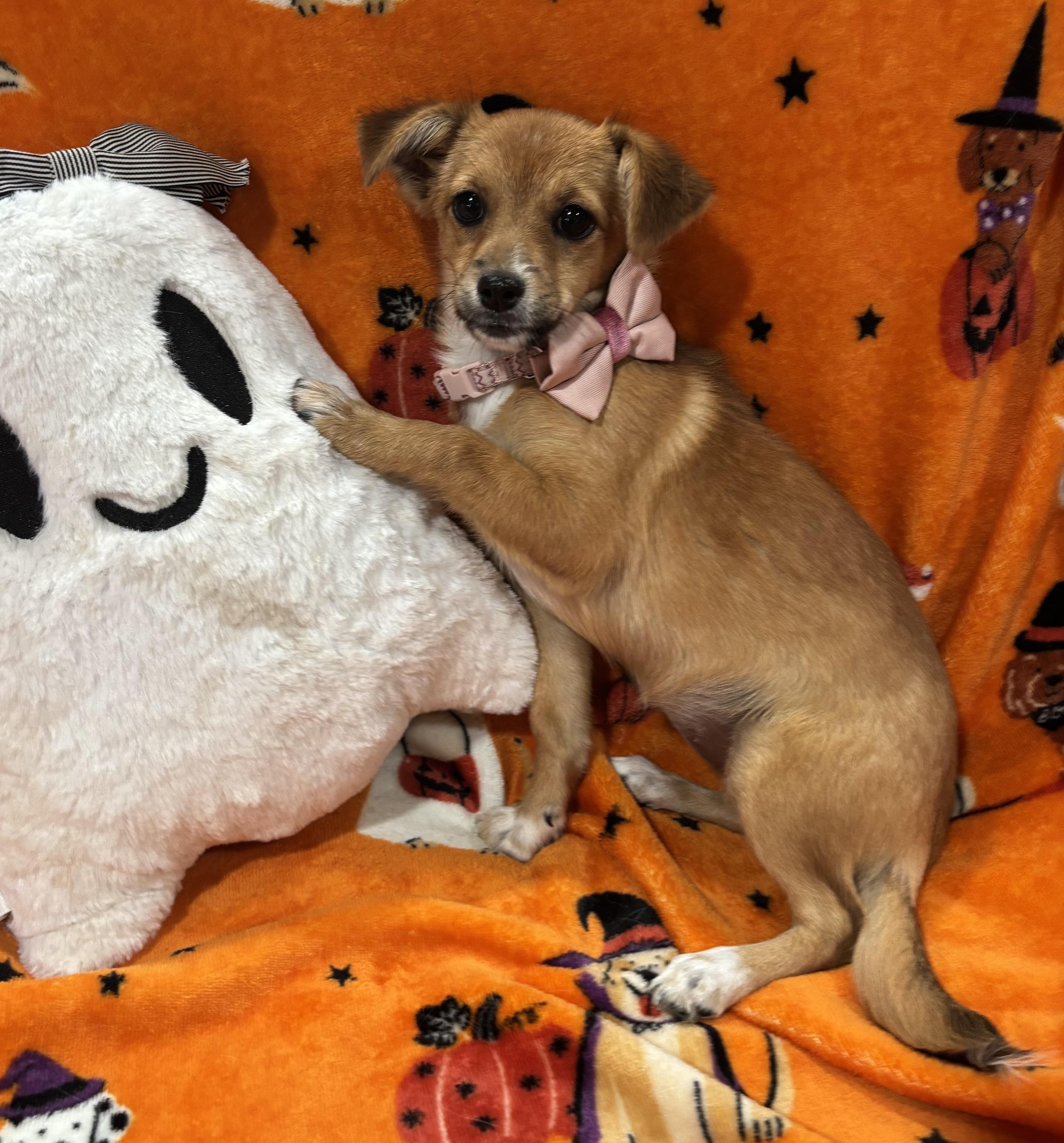 Enlarge Annie, a Adopted mixed breed in Foster, OR image 2/6