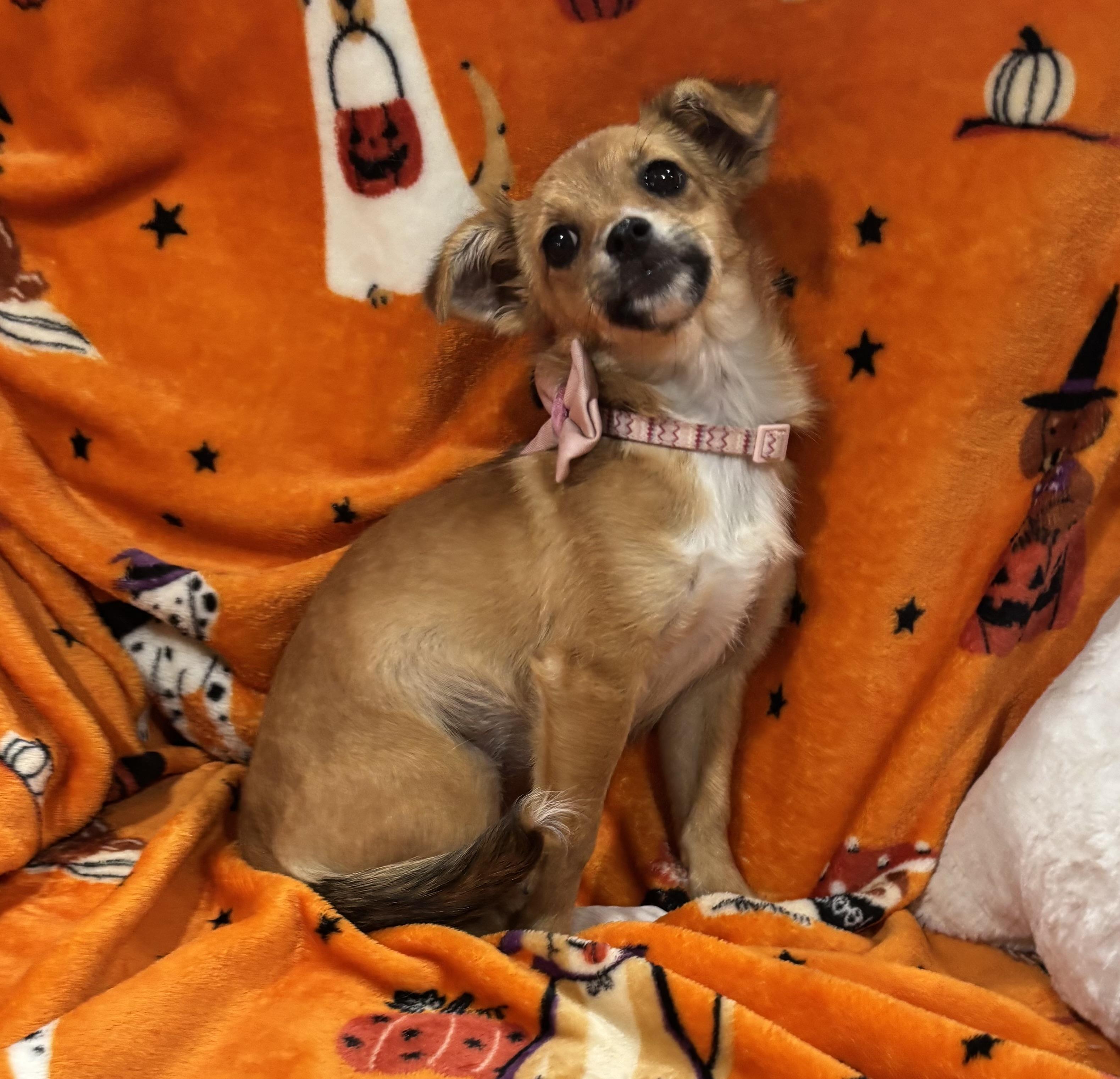 Annie, Adopted, Puppy Female Chihuahua & Mixed Breed.