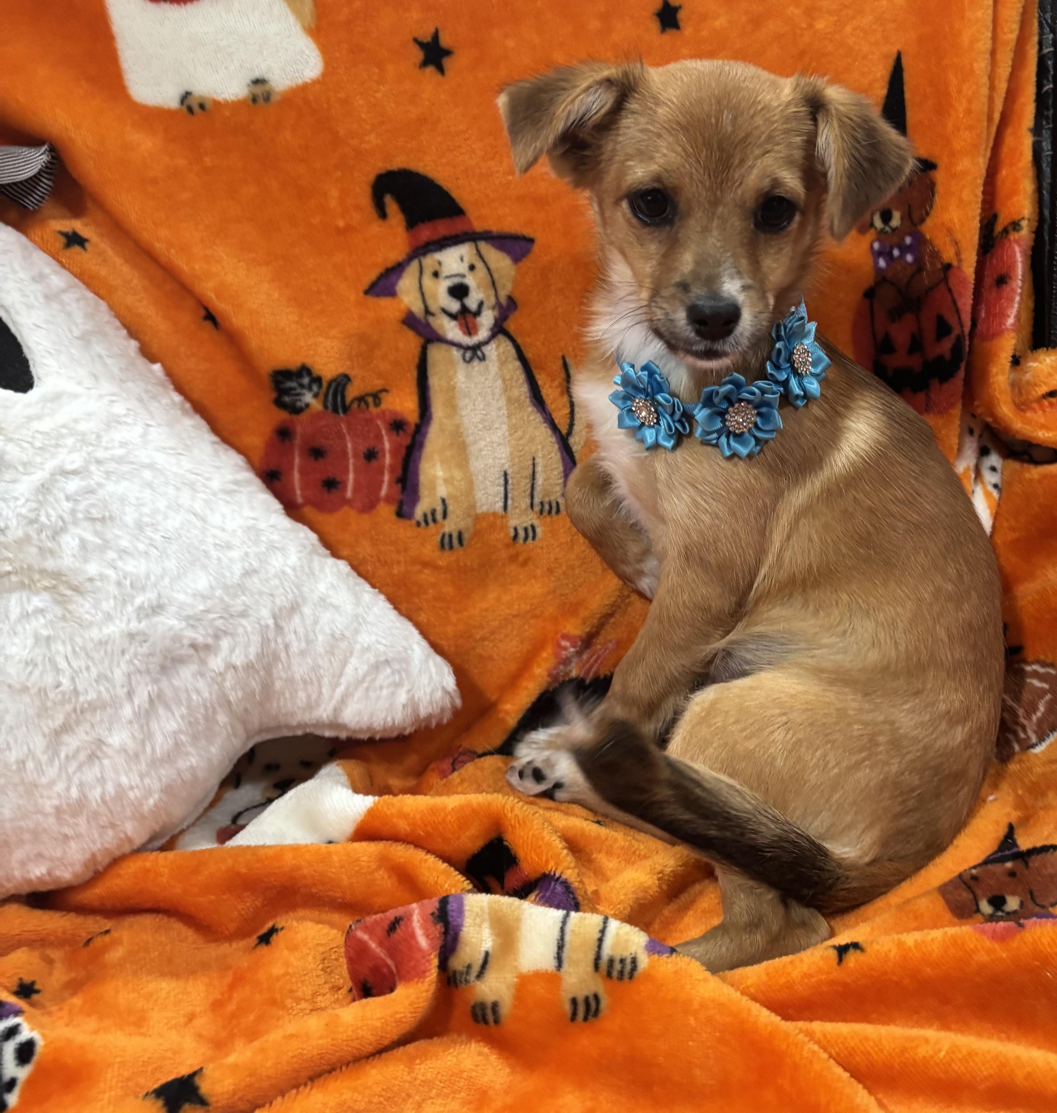 Enlarge Annie, a Adopted mixed breed in Foster, OR image 4/6