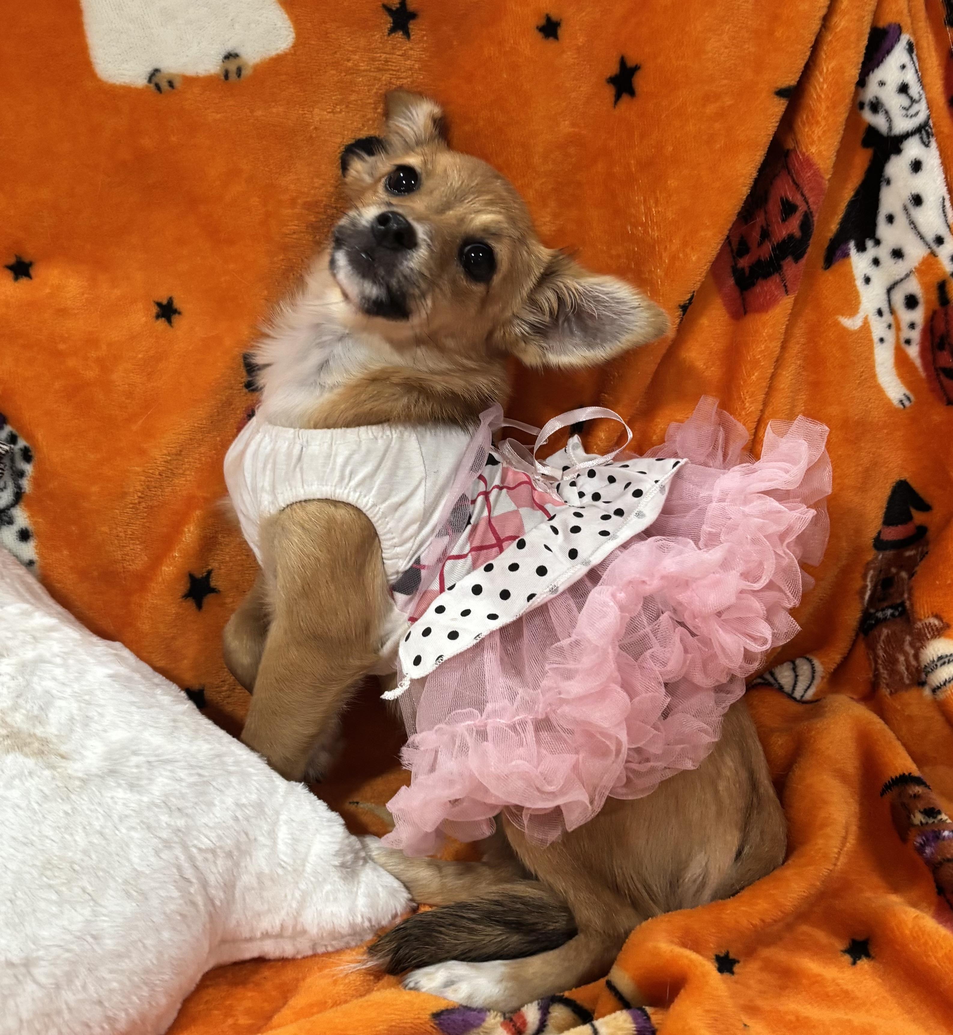 Enlarge Annie, a Adopted mixed breed in Foster, OR image 5/6