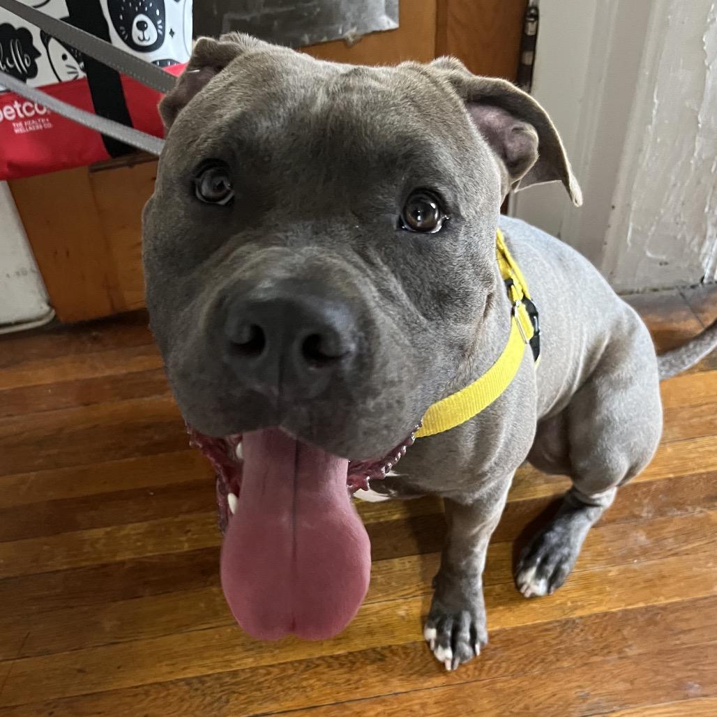 Enlarge Silverware, a Adoptable Mixed Breed in Jersey City, NJ image 1/6