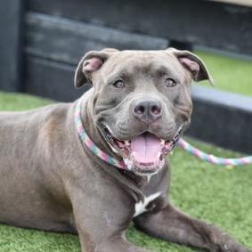 Enlarge Silverware, a Adoptable Mixed Breed in Jersey City, NJ image 2/6