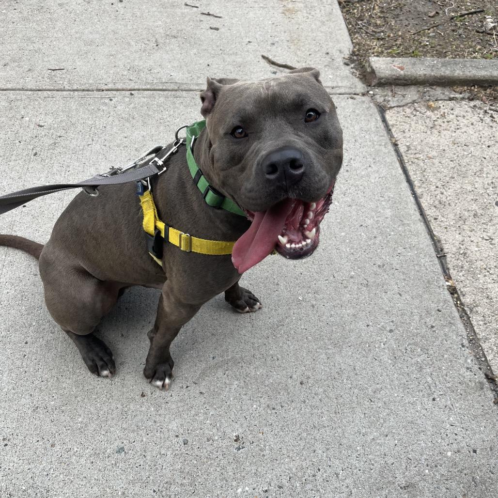 Enlarge Silverware, a Adoptable Mixed Breed in Jersey City, NJ image 3/6