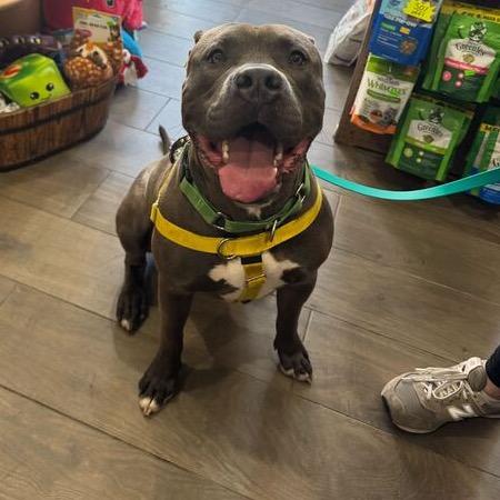 Enlarge Silverware, a Adoptable Mixed Breed in Jersey City, NJ image 4/6