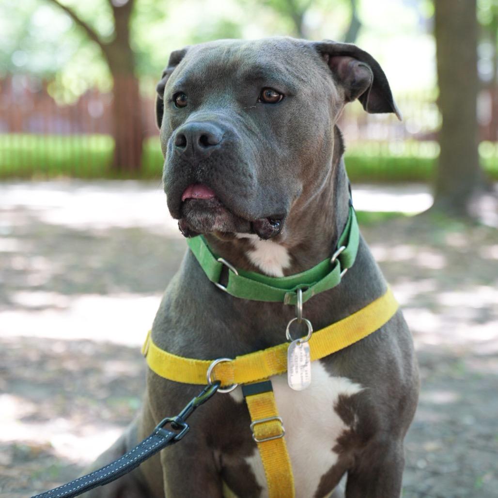 Silverware, a Adoptable Mixed Breed in Jersey City, NJ image 4/6