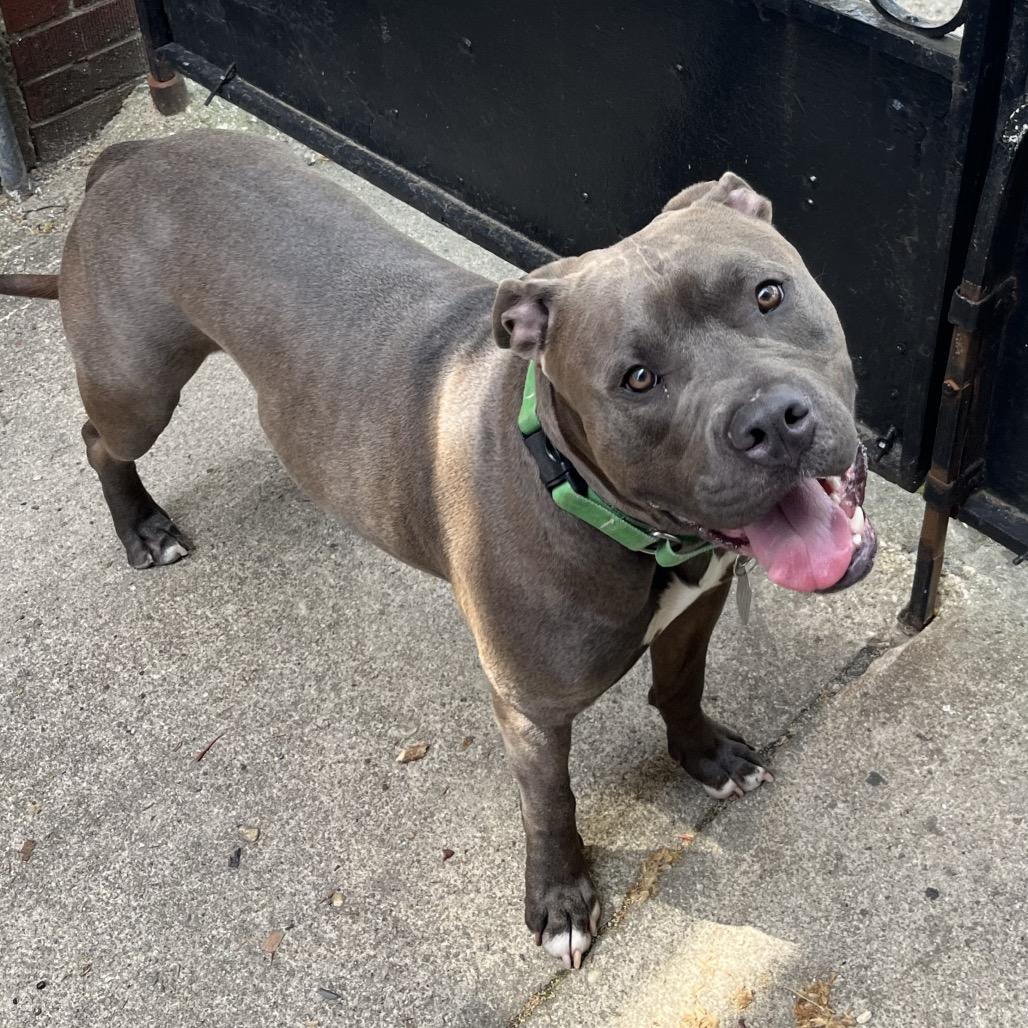 Enlarge Silverware, a Adoptable Mixed Breed in Jersey City, NJ image 5/6