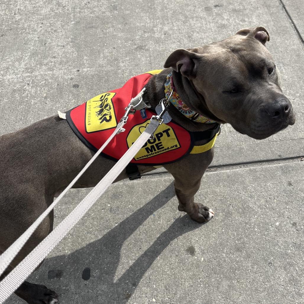 Enlarge Silverware, a Adoptable Mixed Breed in Jersey City, NJ image 6/6