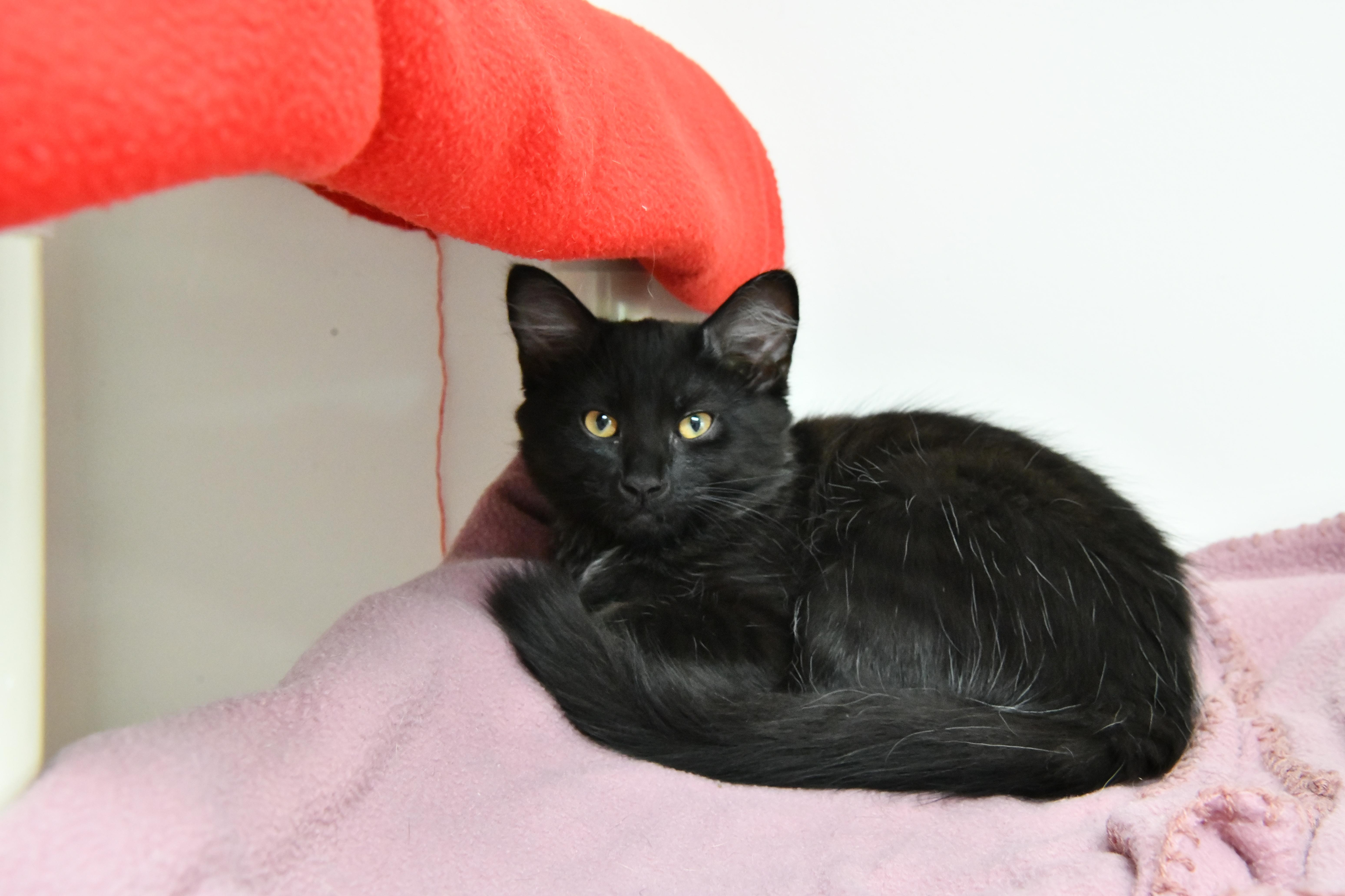 Reese's Puff, adopted, Young Male Domestic Medium Hair.