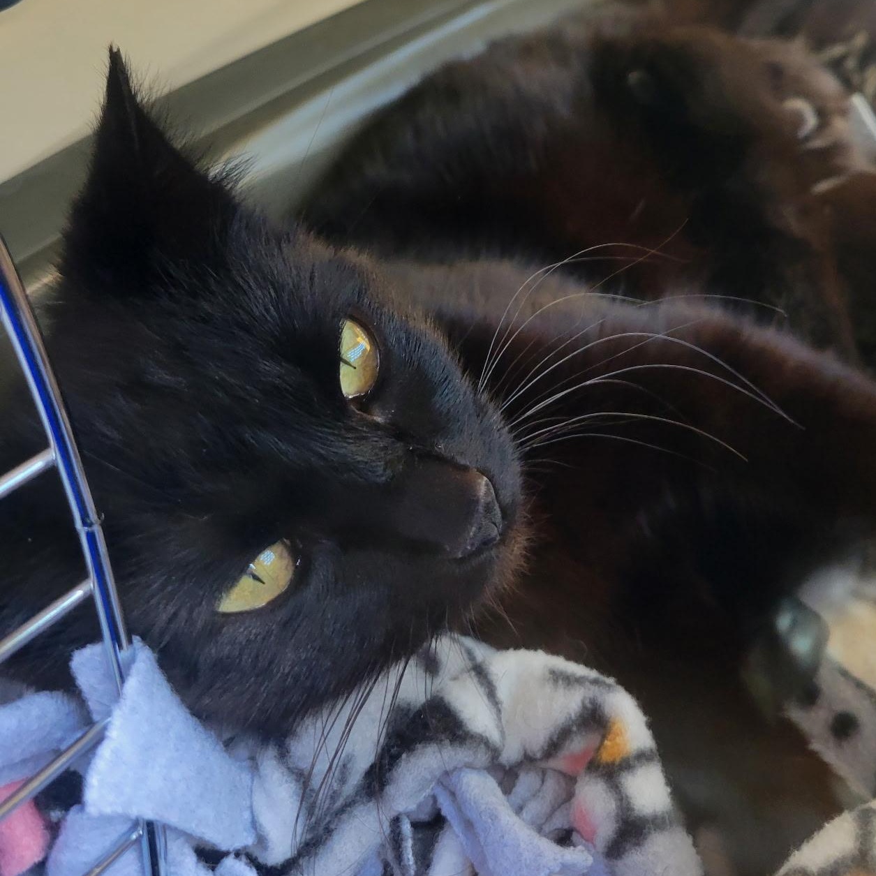 Sadie, a Adoptable mixed breed in Ellensburg, WA image 2/6