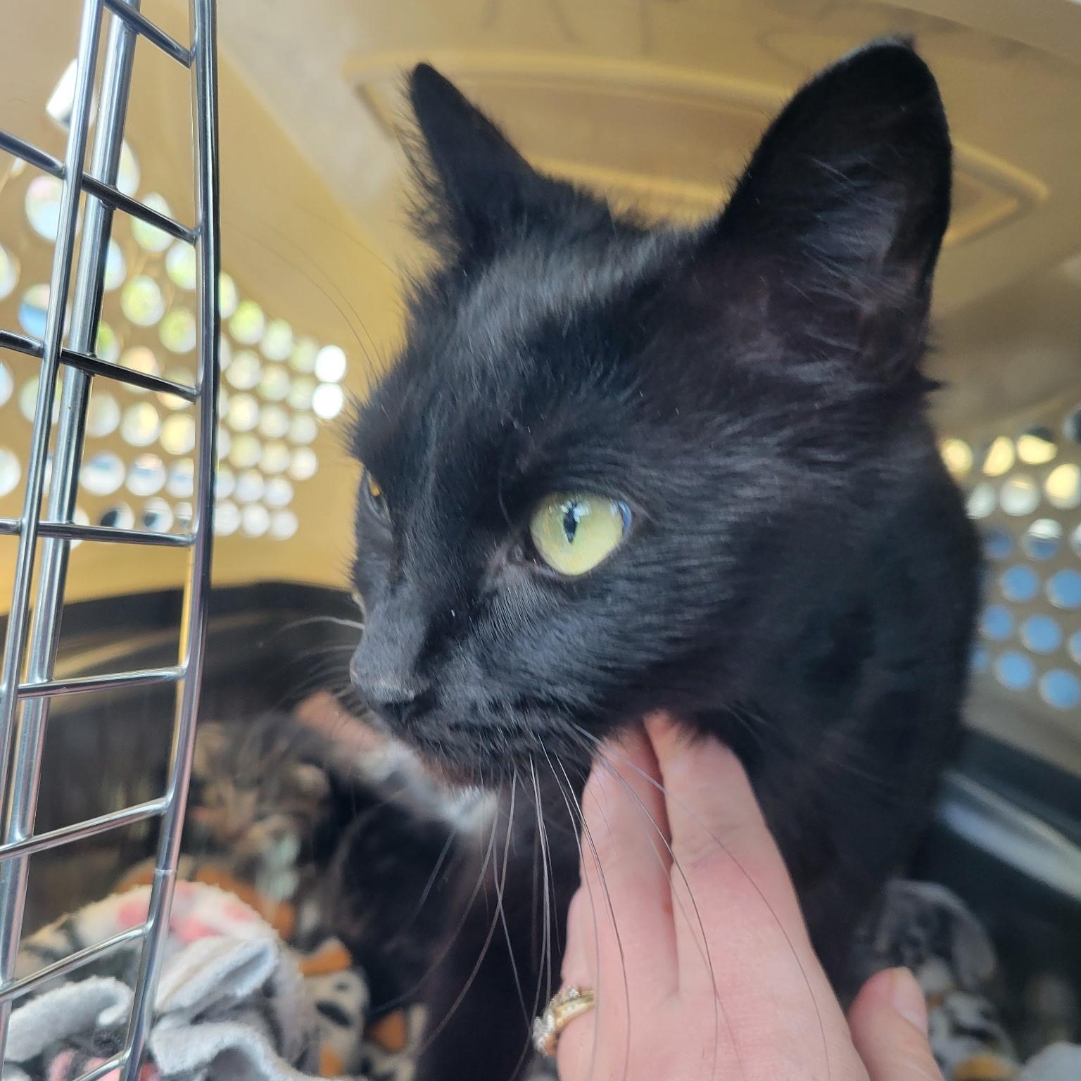 Sadie, a Adoptable mixed breed in Ellensburg, WA image 3/6