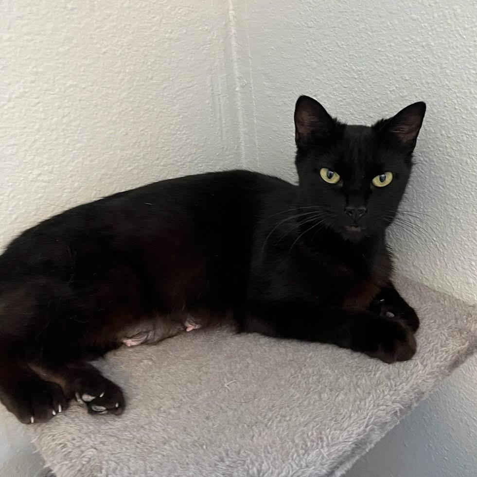 Sadie, a Adoptable mixed breed in Ellensburg, WA image 4/6