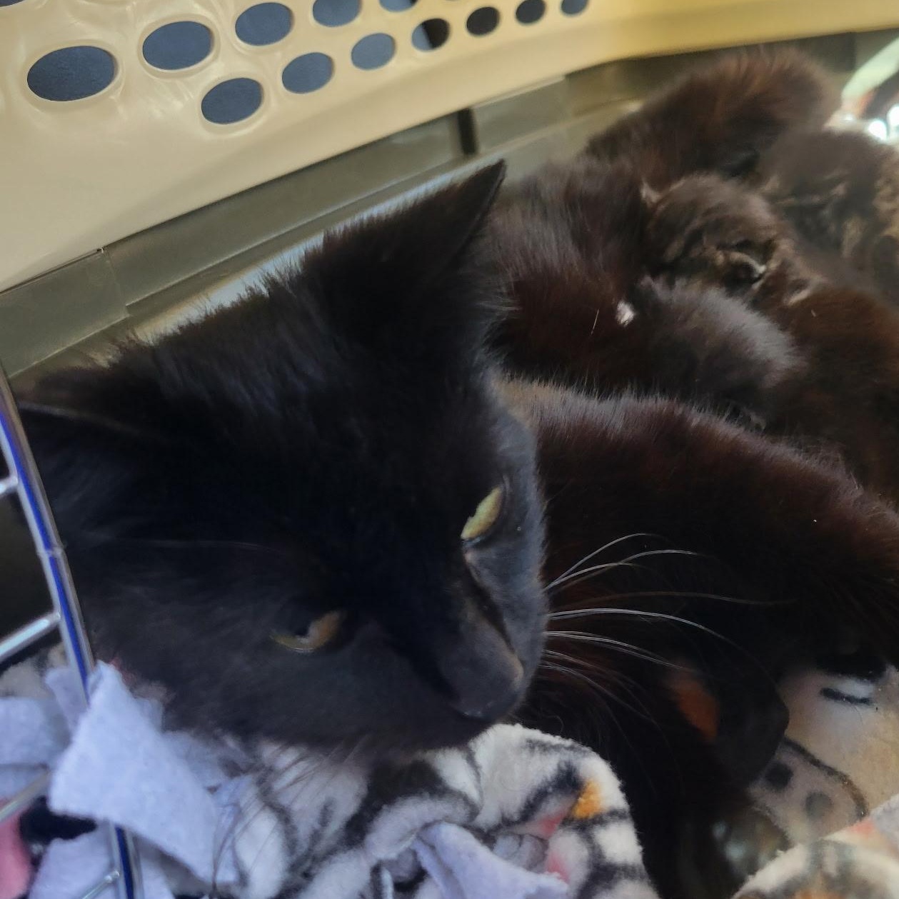 Sadie, a Adoptable mixed breed in Ellensburg, WA image 5/6