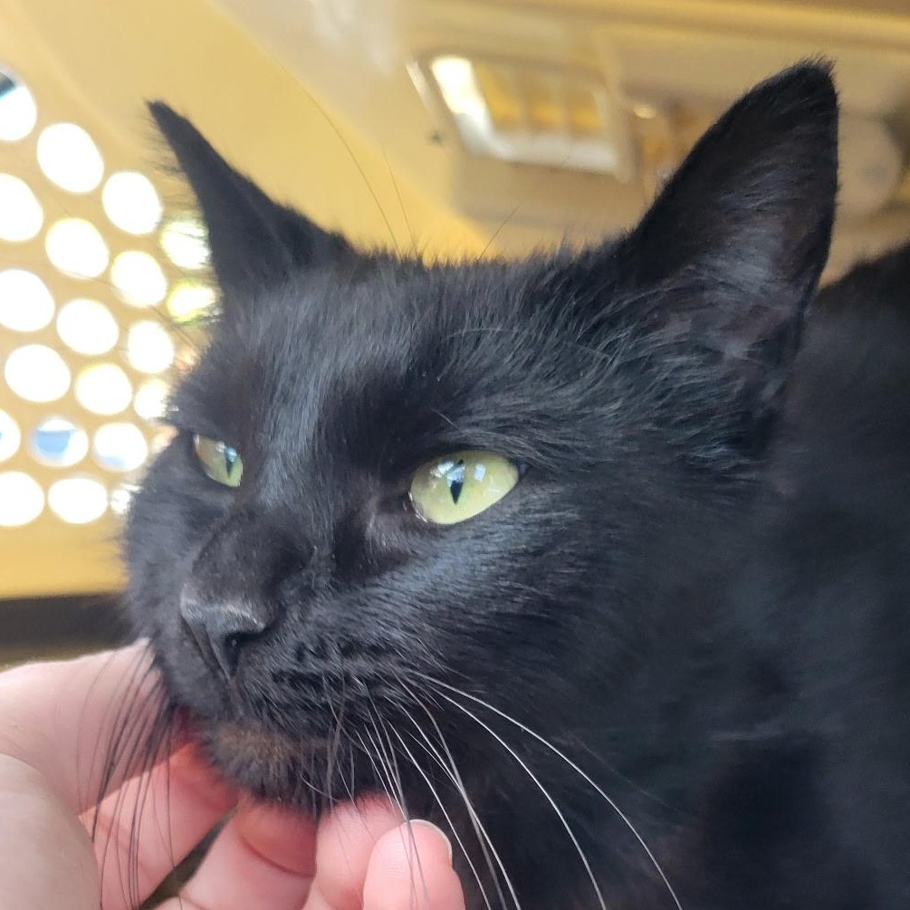 Sadie, Adult Female Domestic Short Hair
