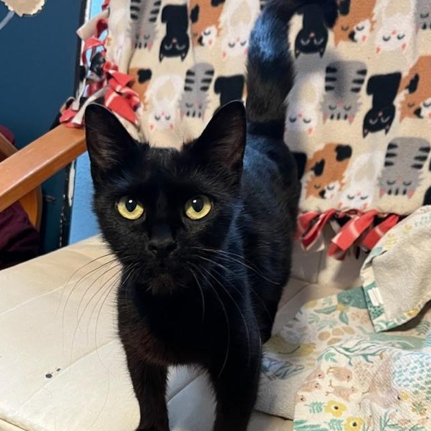 Sadie, a Adoptable mixed breed in Ellensburg, WA image 6/6