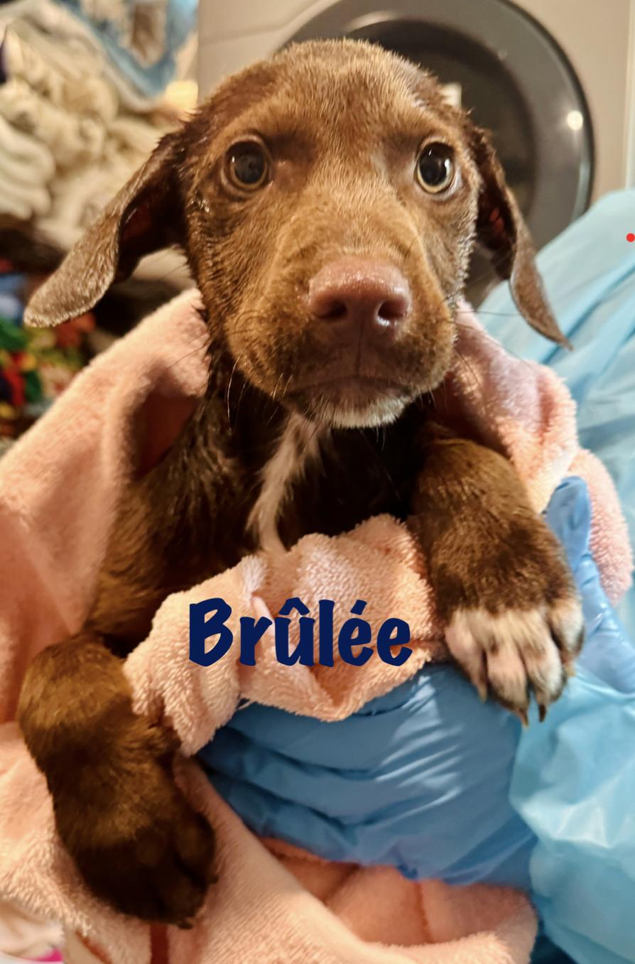 Brulee, Adoptable, Puppy Male Mixed Breed.