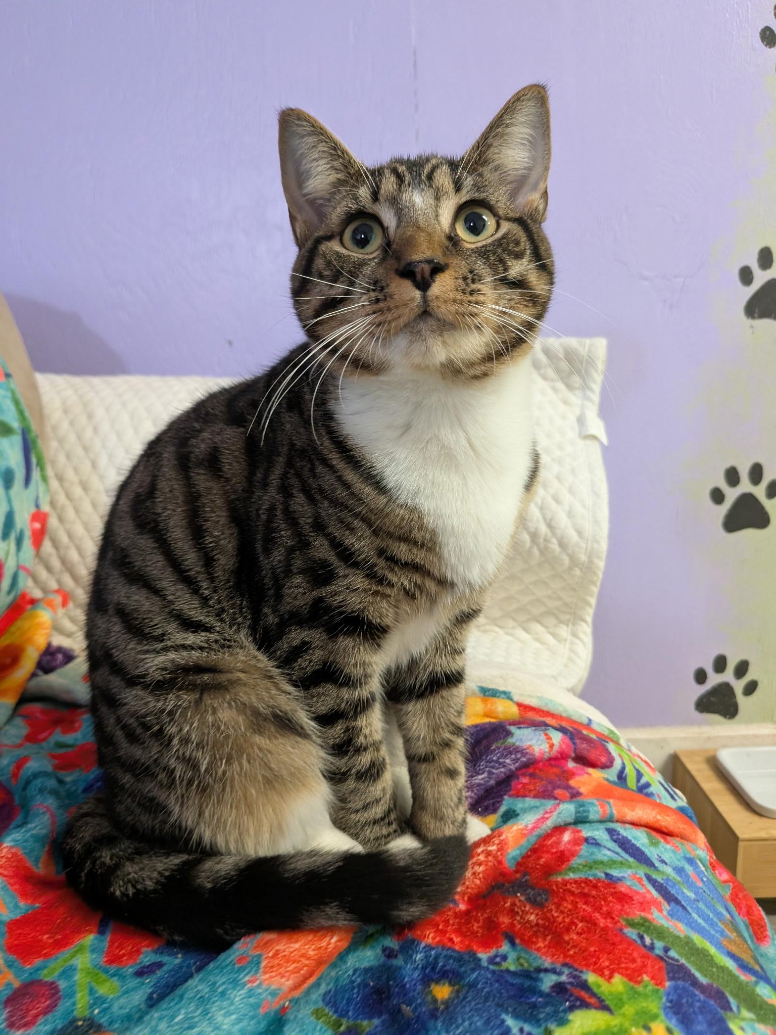 Apple, Adoptable, Young Male Domestic Short Hair.