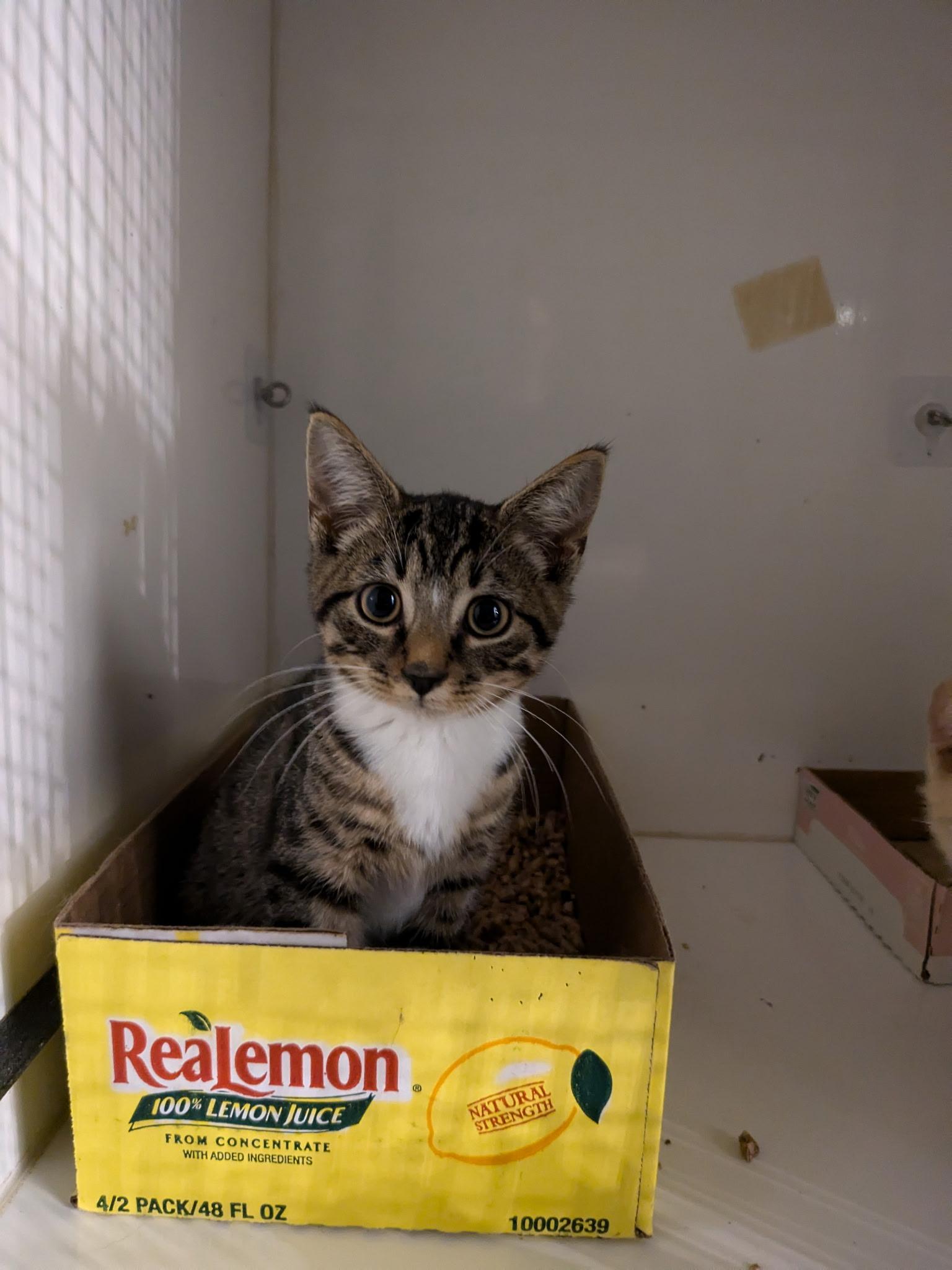 Apple, Adoptable, Young Male Domestic Short Hair.