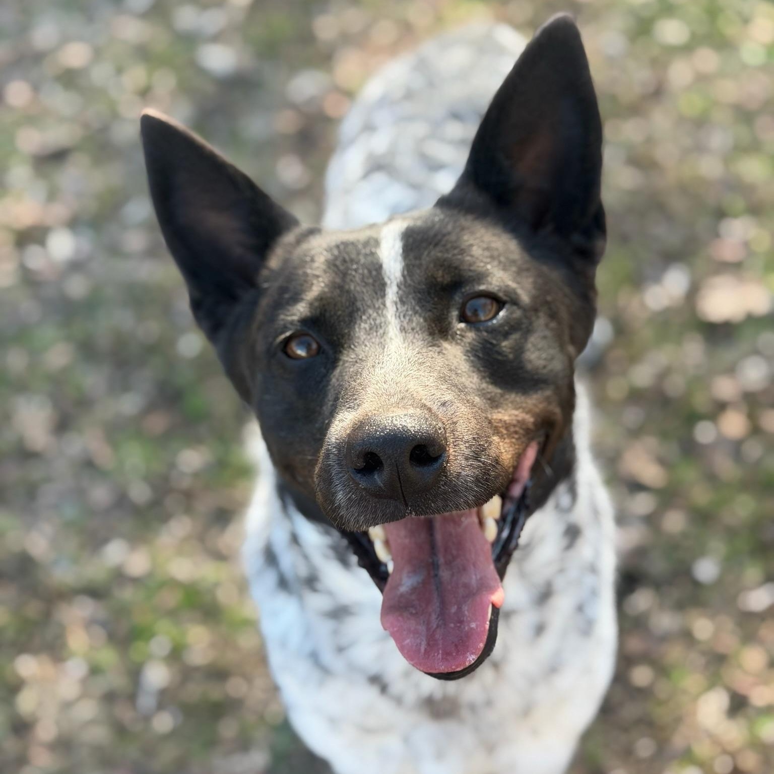 Enlarge Chief, a ADOPTABLE Cattle Dog in Sherman, TX image 4/4