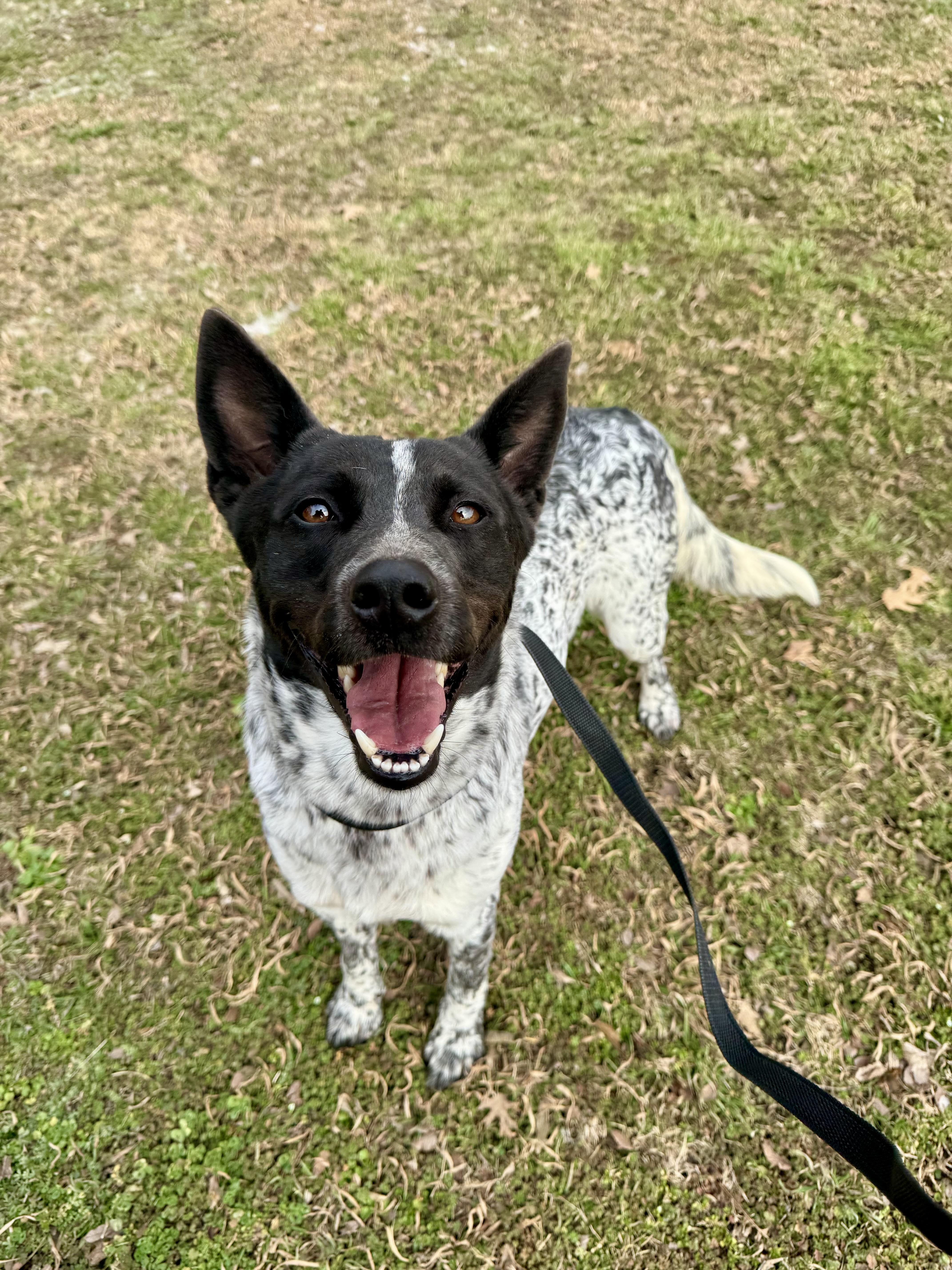 Chief, ADOPTABLE, Adult Male Cattle Dog.