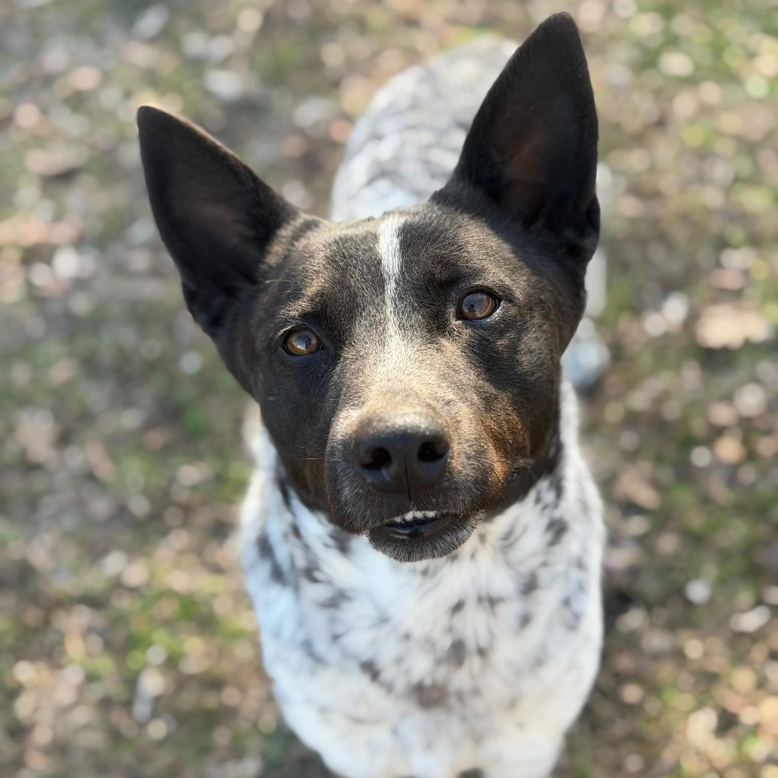 Enlarge Chief, a ADOPTABLE Cattle Dog in Sherman, TX image 2/4