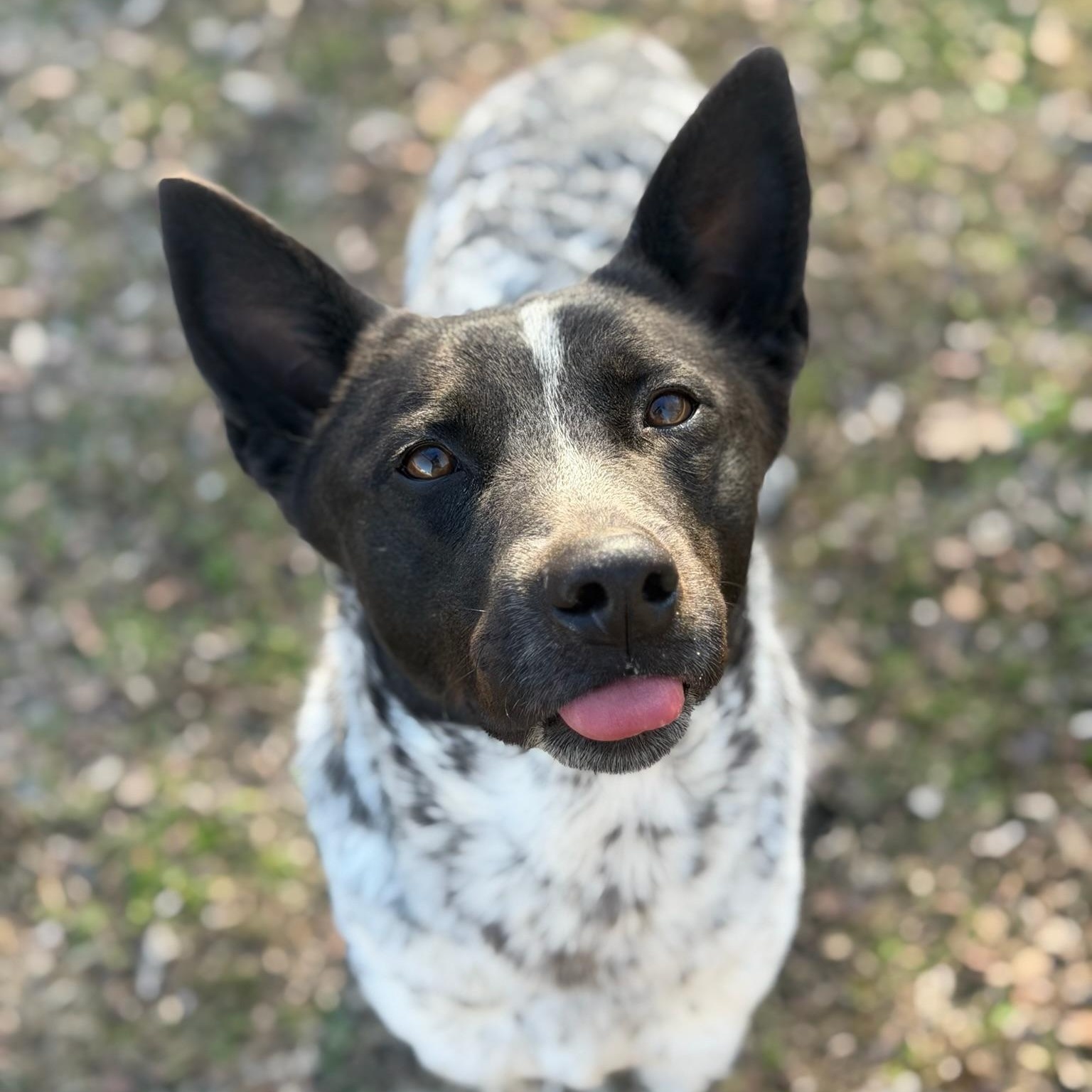 Enlarge Chief, a ADOPTABLE Cattle Dog in Sherman, TX image 3/4