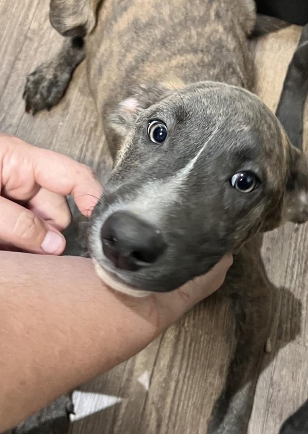 Rocky Mountain, Adoptable, Young Male Labrador Retriever.