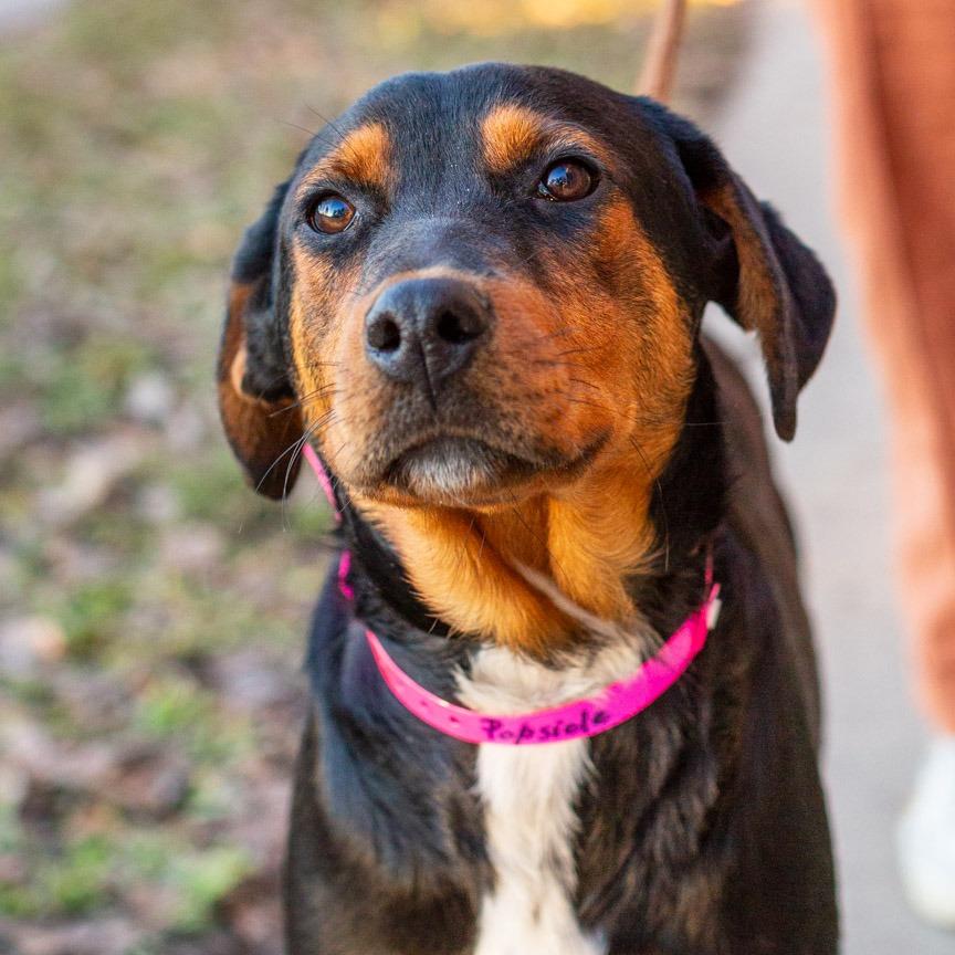 Enlarge Popsicle, a Adoptable mixed breed in Hattiesburg, MS image 1/4