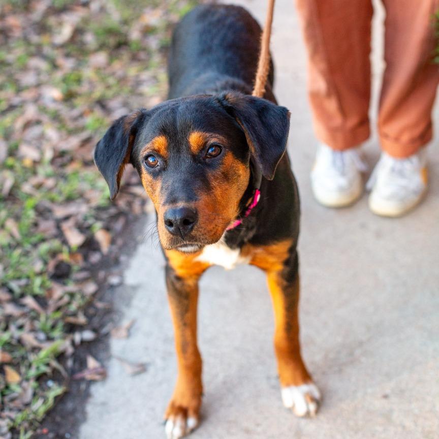 Enlarge Popsicle, a Adoptable mixed breed in Hattiesburg, MS image 3/4
