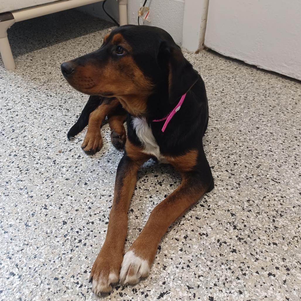 Enlarge Popsicle, a Adoptable mixed breed in Hattiesburg, MS image 4/4