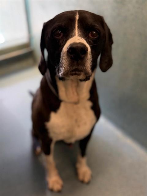 Enlarge SAGE, a Adoptable mixed breed in Agoura, CA image 1/1