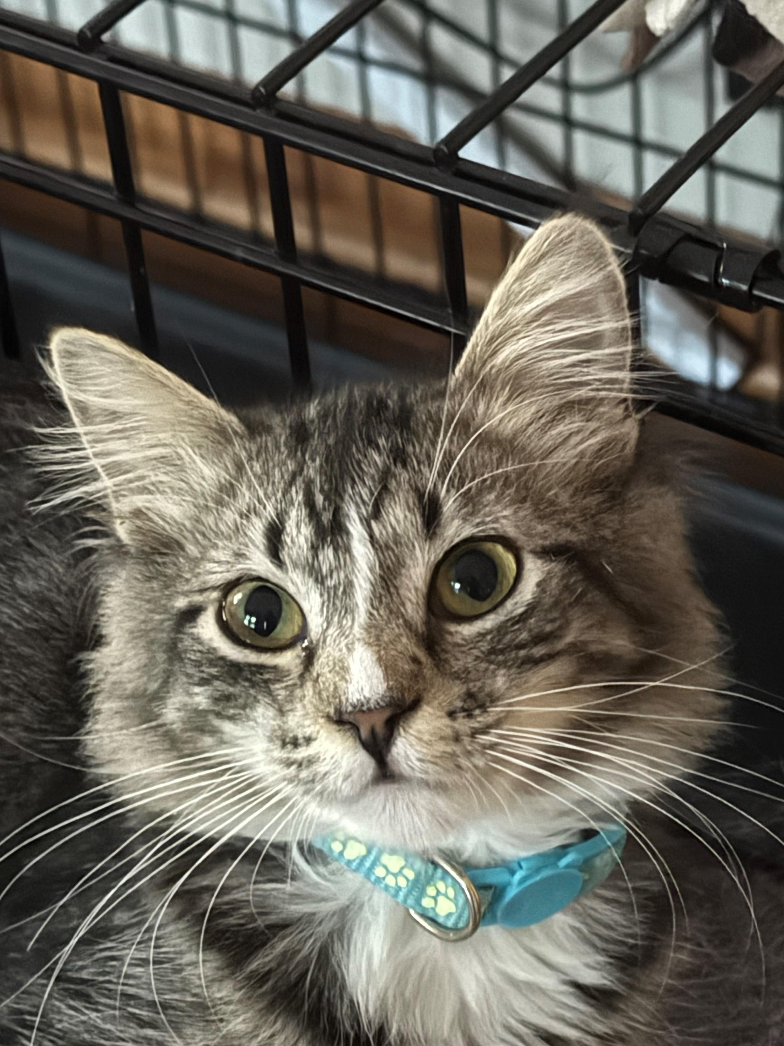 Enlarge Sunflower, a Adoptable Domestic Short Hair in Minneapolis, MN image 3/3
