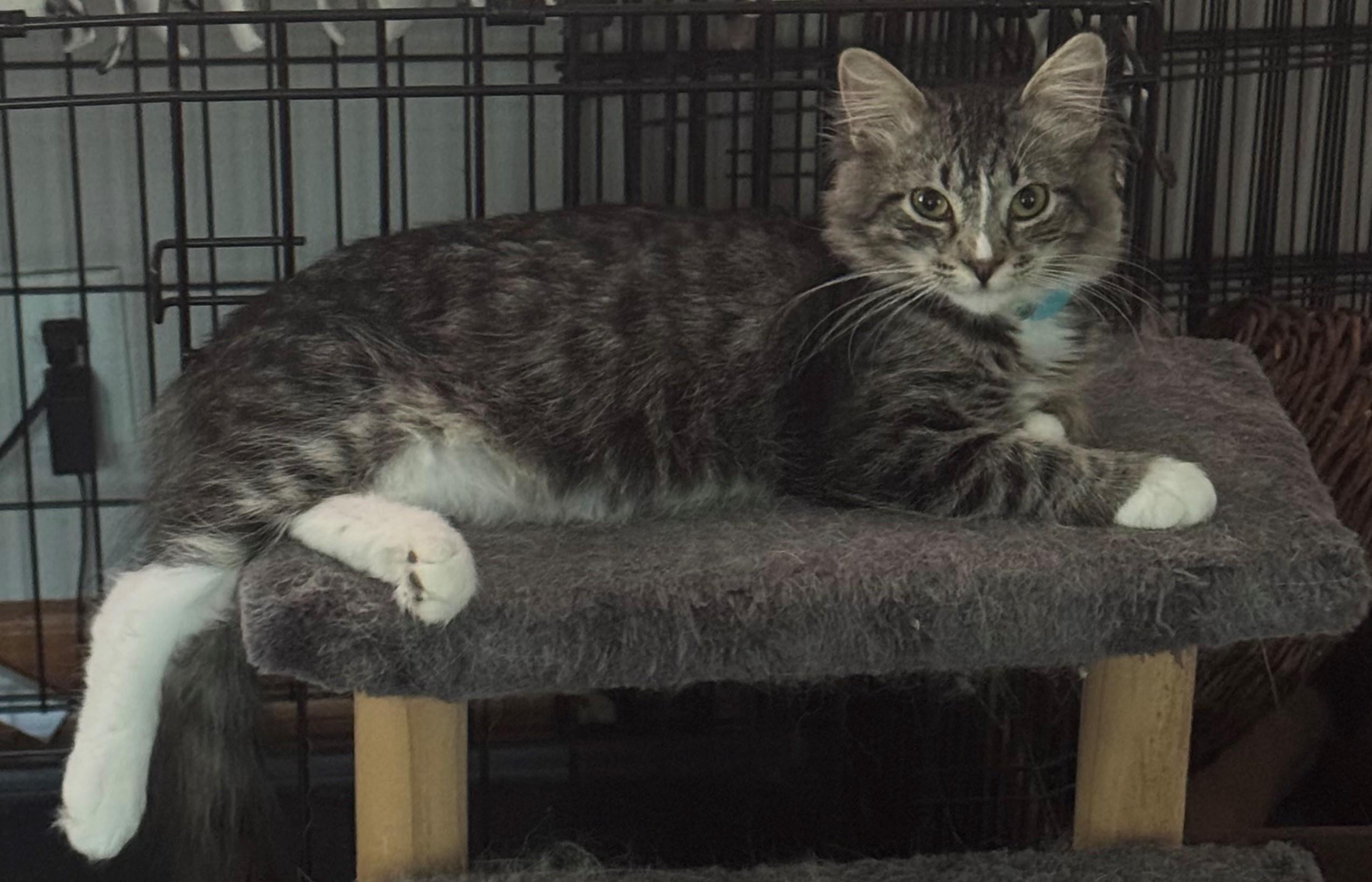 Enlarge Sunflower, a Adoptable Domestic Short Hair in Minneapolis, MN image 2/3