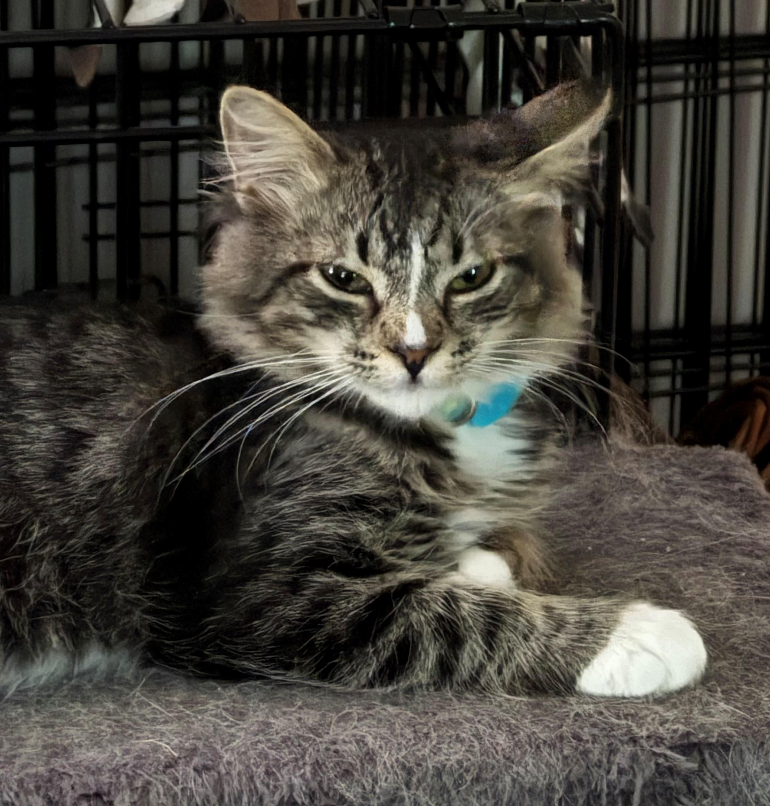 Enlarge Sunflower, a Adoptable Domestic Short Hair in Minneapolis, MN image 1/3