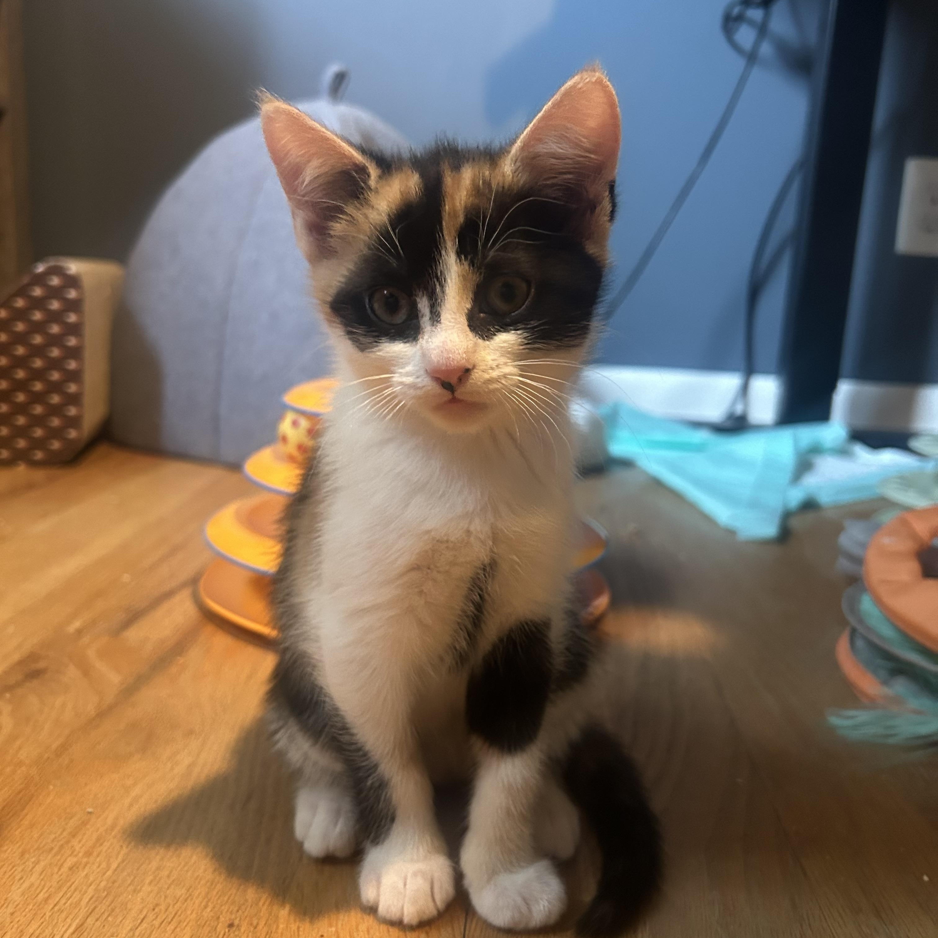 Enlarge Stormy, a Adoptable mixed breed in Rochester Hills, MI image 1/5