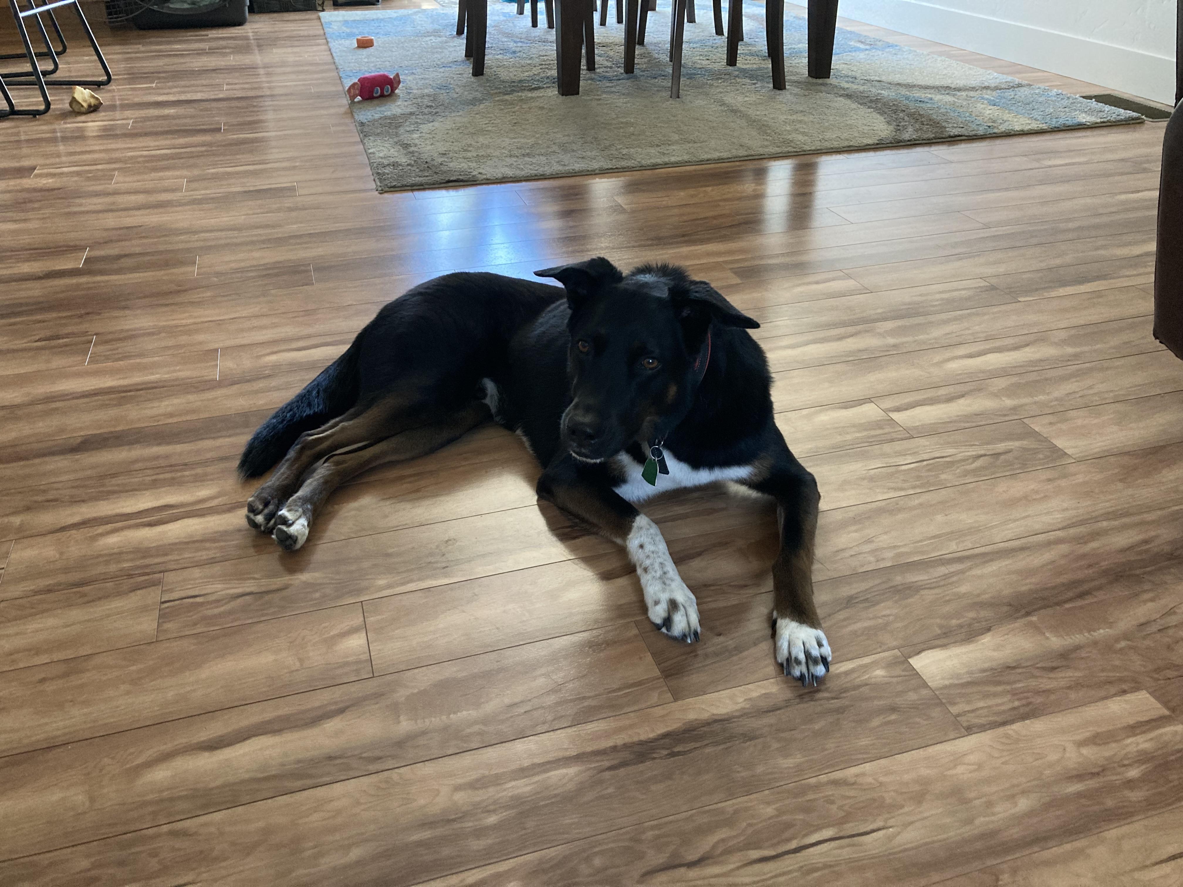 Beau, an adoptable Labrador Retriever, German Shepherd Dog in Boise, ID, 83706 | Photo Image 2