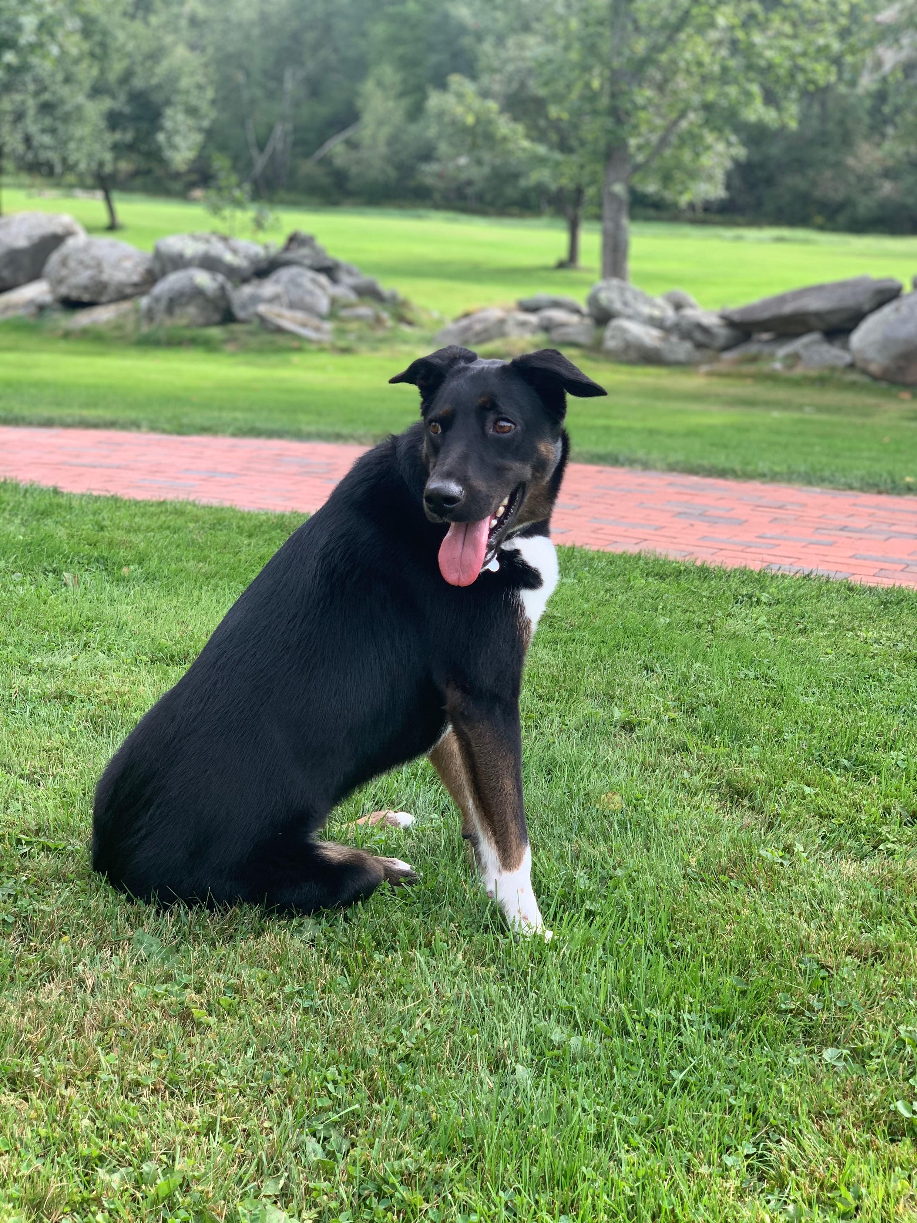 Beau, an adoptable Labrador Retriever, German Shepherd Dog in Boise, ID, 83706 | Photo Image 1