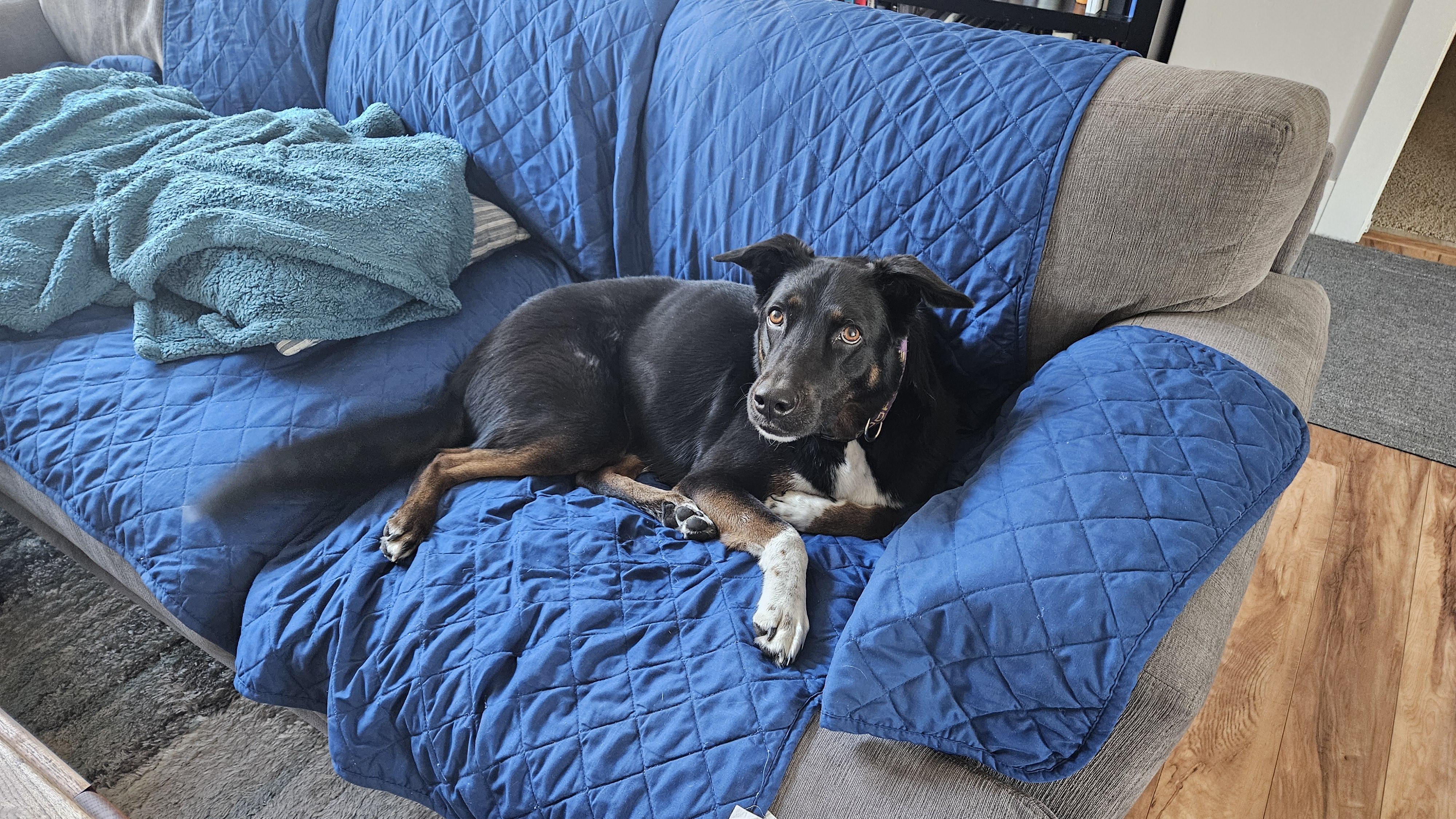 Beau, an adoptable Labrador Retriever, German Shepherd Dog in Boise, ID, 83706 | Photo Image 4