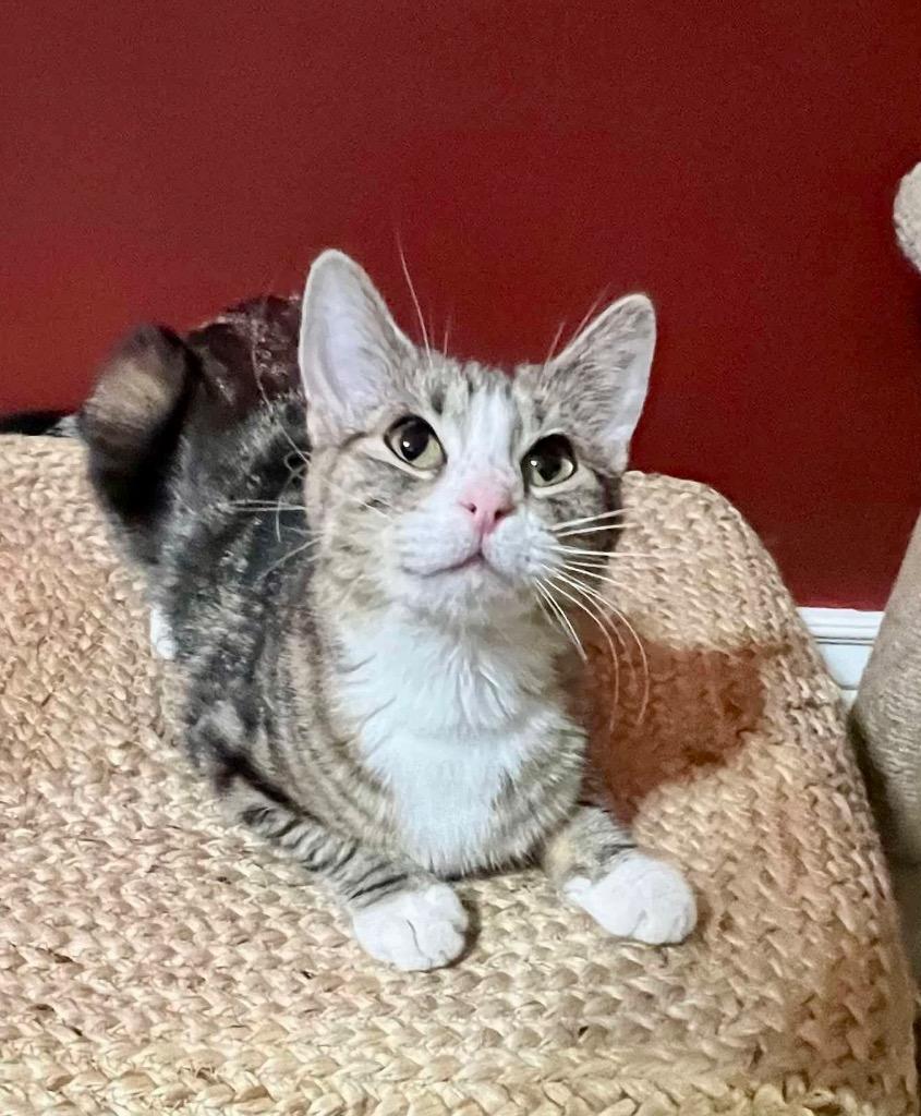 Mama Don't Play, Adoptable, Adult Female Domestic Short Hair.