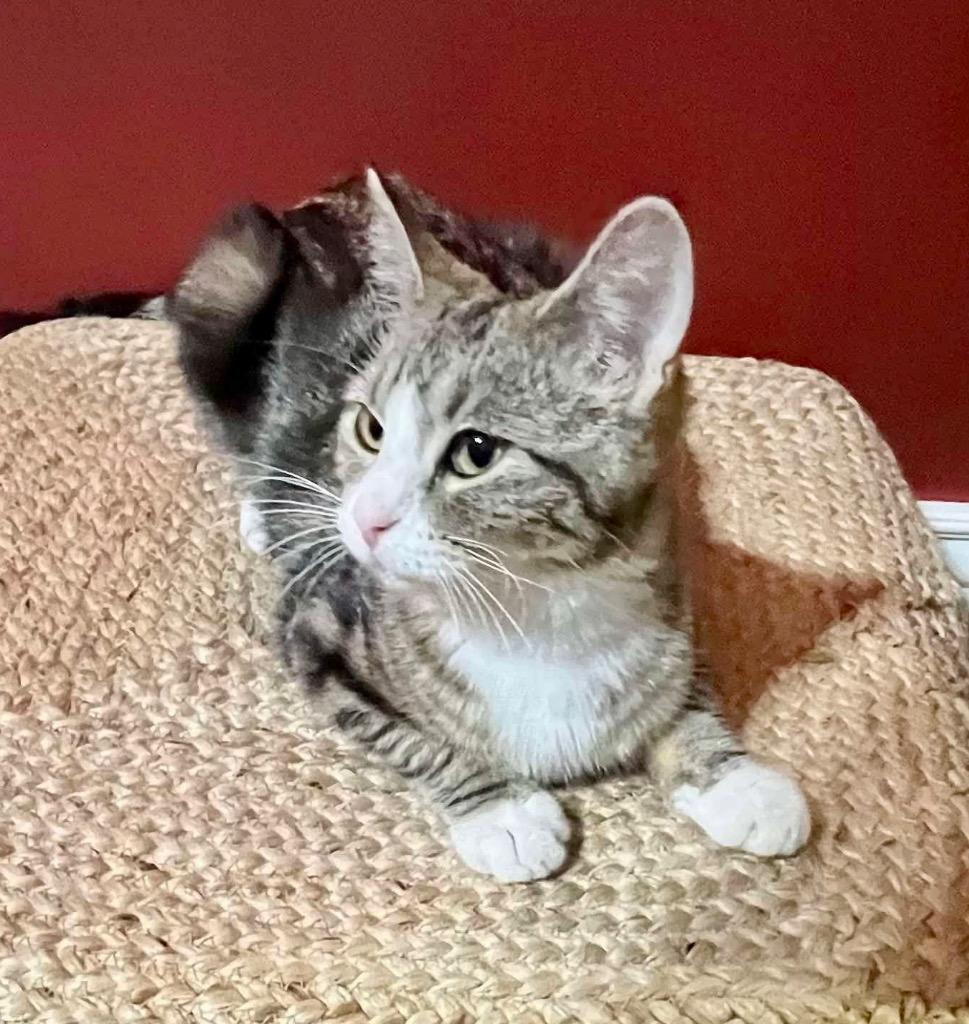 Enlarge Mama Don't Play, a Adoptable mixed breed in Ogden, UT image 2/6