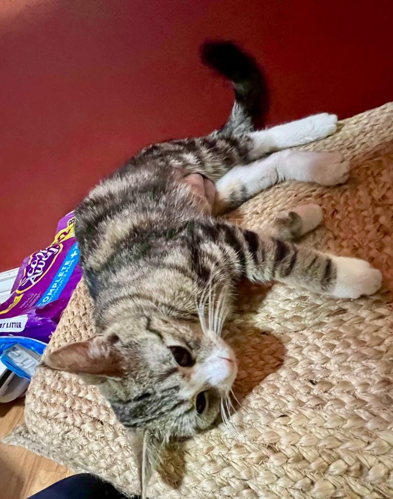 Enlarge Mama Don't Play, a Adoptable mixed breed in Ogden, UT image 3/6