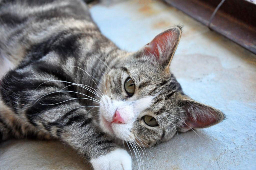 Enlarge Mama Don't Play, a Adoptable mixed breed in Ogden, UT image 4/6