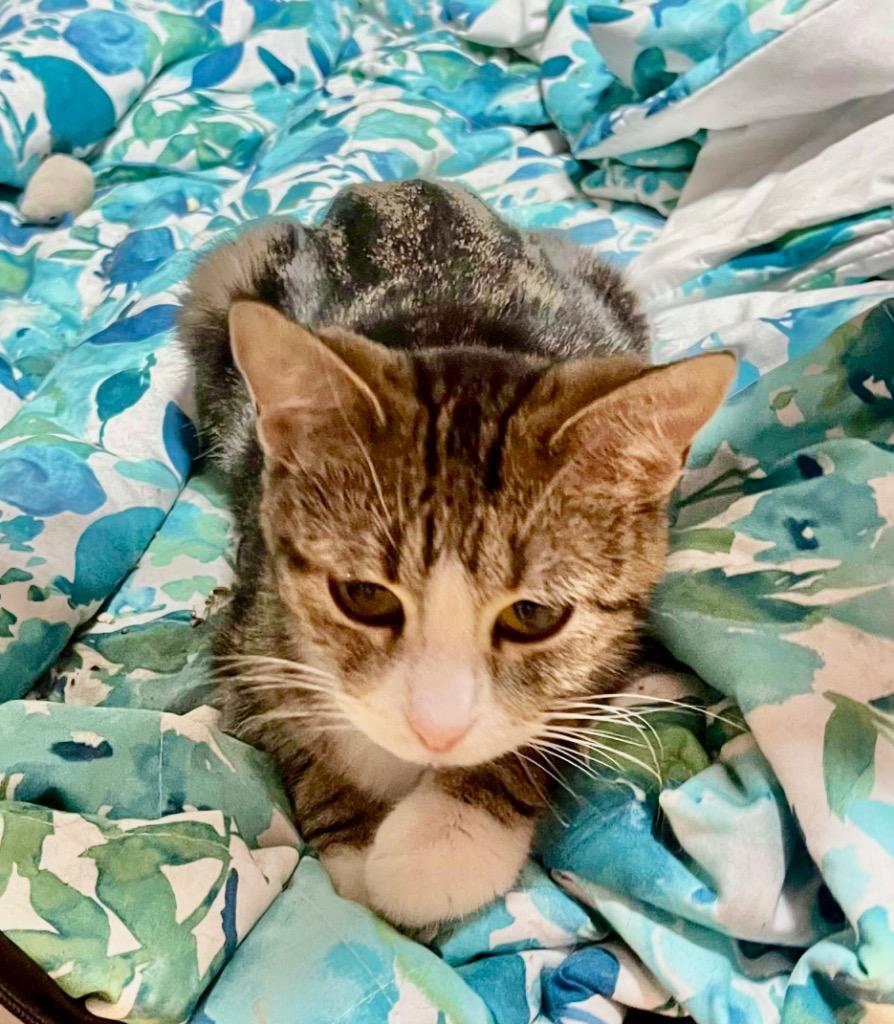 Enlarge Mama Don't Play, a Adoptable mixed breed in Ogden, UT image 5/6