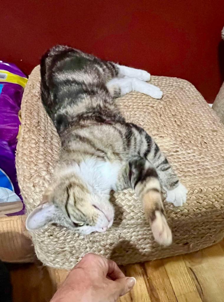 Enlarge Mama Don't Play, a Adoptable mixed breed in Ogden, UT image 6/6