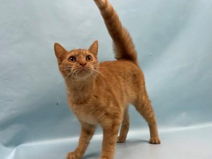 Tiger Lily, Adoptable, Adult Female Domestic Short Hair & Domestic Short Hair.
