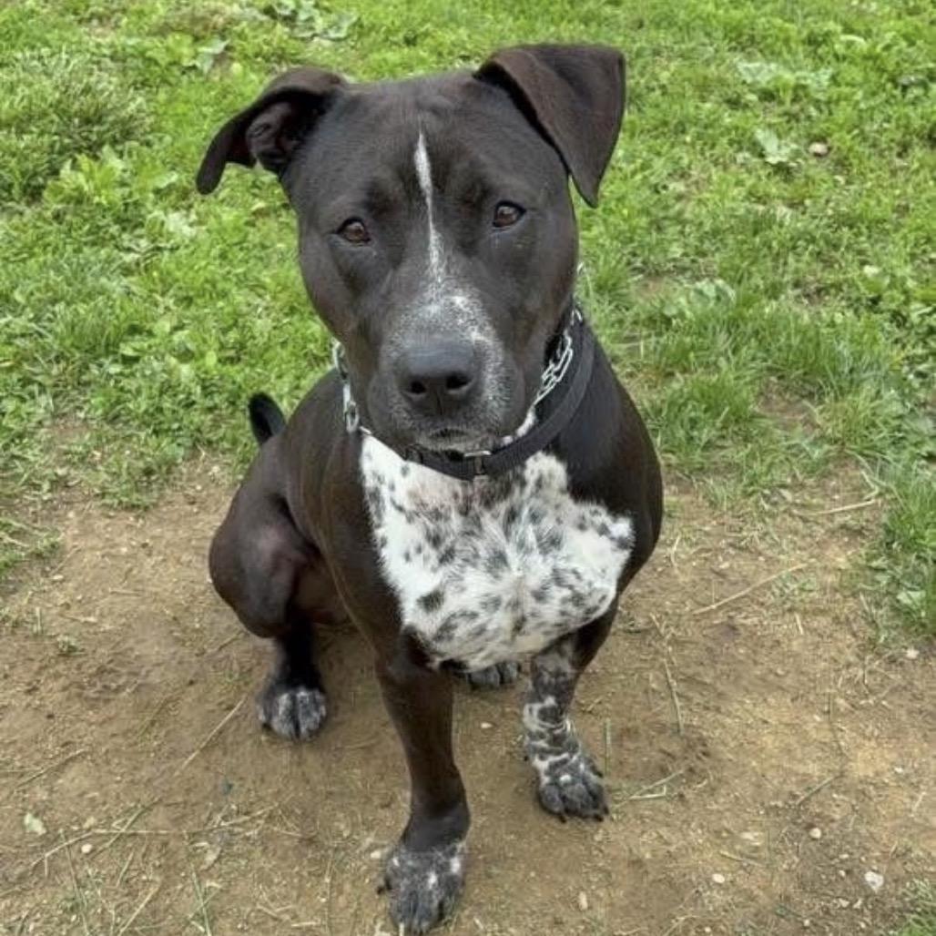 Saki, Adoptable, Adult Female Cattle Dog & Mixed Breed.