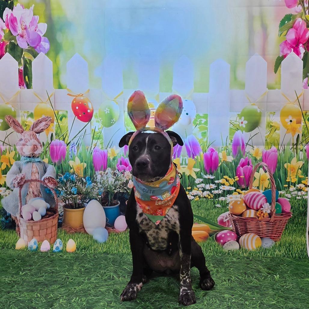 Saki, Adoptable, Adult Female Cattle Dog & Mixed Breed.