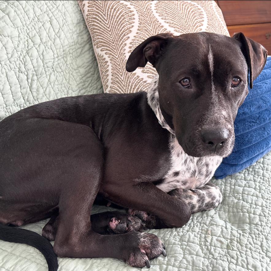 Enlarge Saki, a Adoptable mixed breed in Easton, PA image 2/6