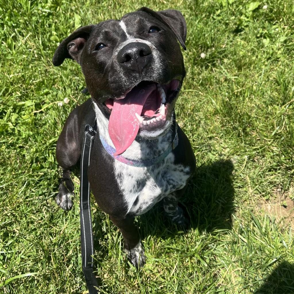 Enlarge Saki, a Adoptable mixed breed in Easton, PA image 2/6