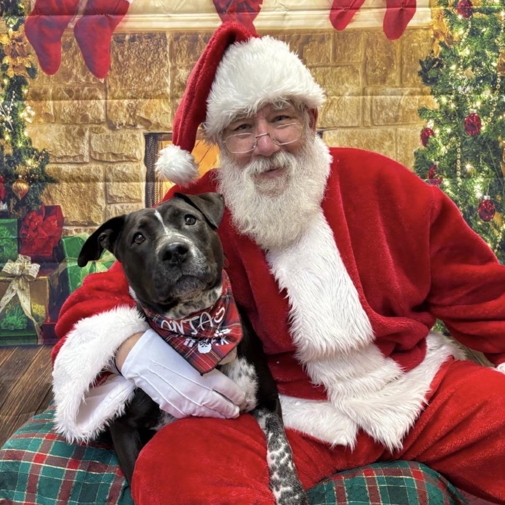 Enlarge Saki, a Adoptable mixed breed in Easton, PA image 3/6