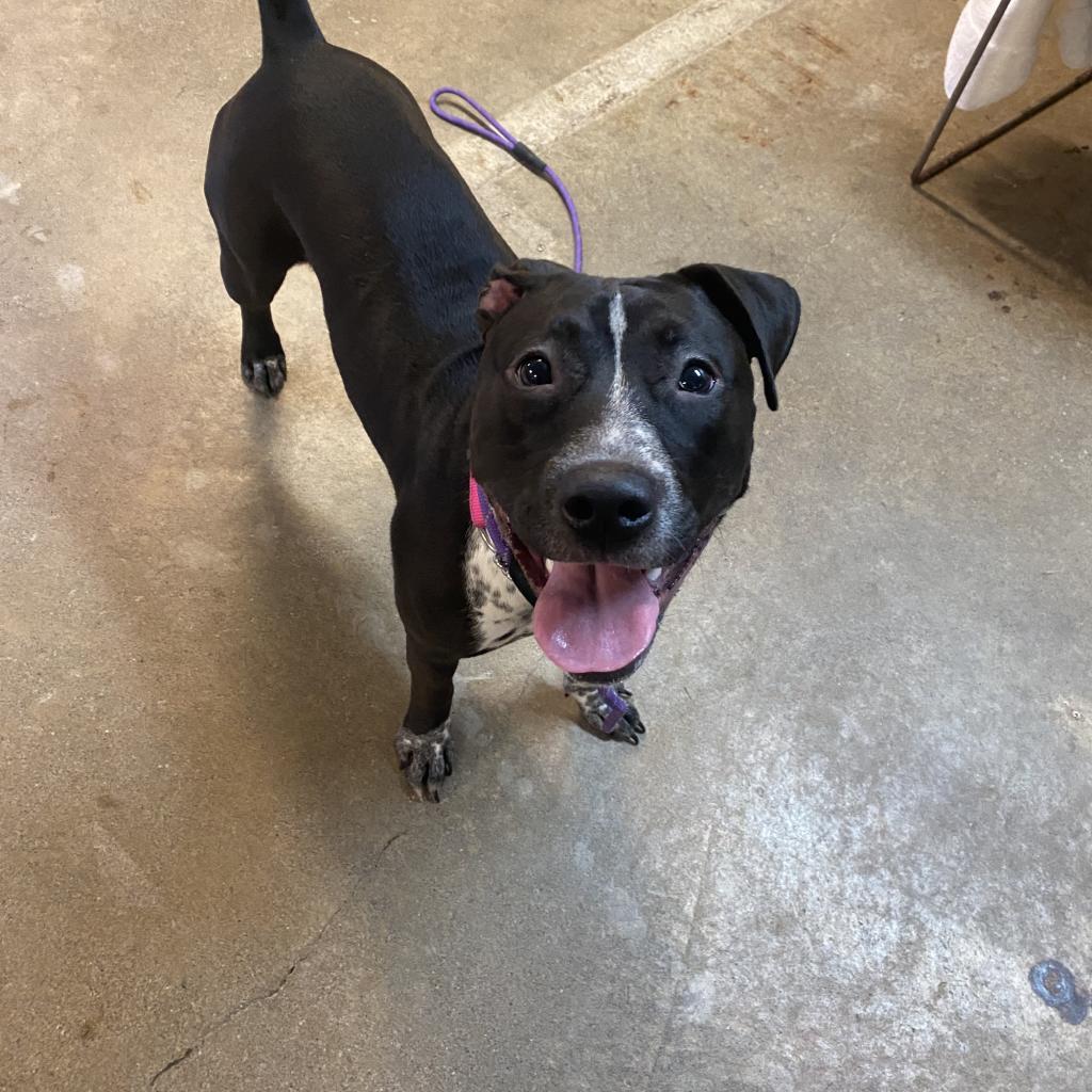 Enlarge Saki, a Adoptable mixed breed in Easton, PA image 4/6